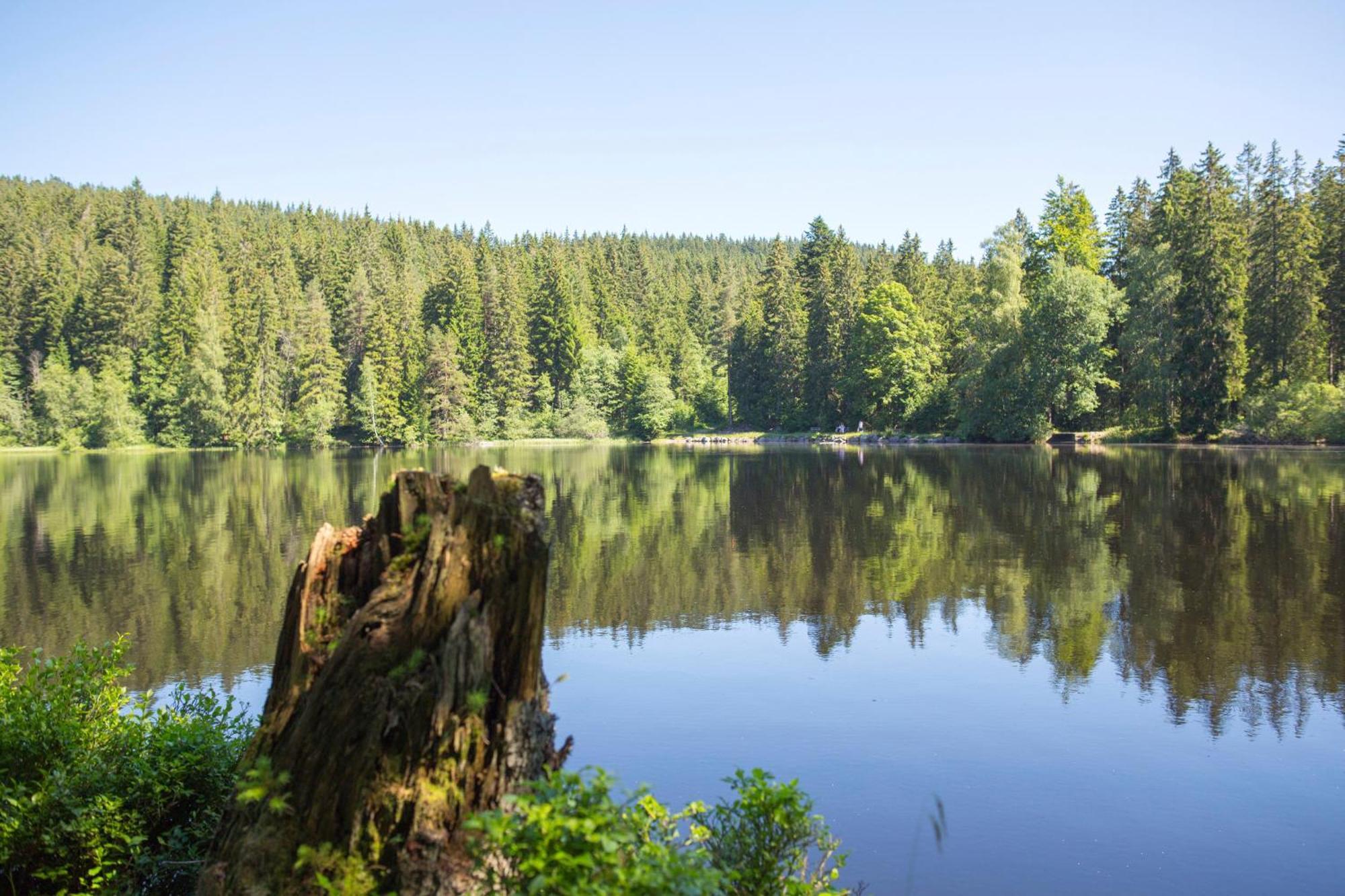 Drei Tannen - Wohnung 04 - Apartmenthaus, Titisee, Nahe Badeparadies Eksteriør billede